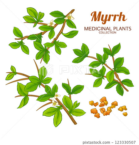 Myrrh Branch Colored Detailed Illustration 123330507