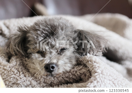 Dog relaxing on a blanket Toy poodle Dog's natural expression Relaxed appearance 123330545