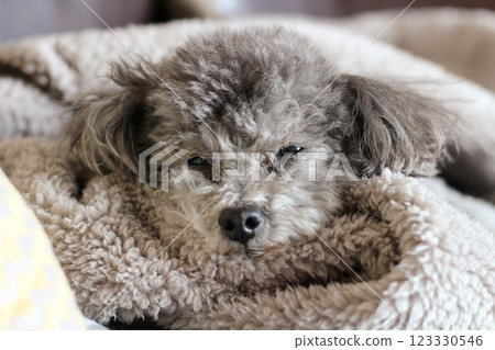 Dog relaxing on a blanket Toy poodle Dog's natural expression Relaxed appearance Dog relaxing on a blanket Toy poodle Dog's natural expression Relaxed appearance 123330546