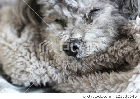 Dog relaxing on a blanket Toy poodle Dog's natural expression Relaxed appearance 123330549