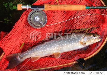 北海道釣魚:躺在網中的雨鱒魚。 北海道釣魚:躺在網中的雨鱒魚。 123330729