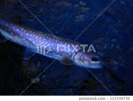 Fishing in Hokkaido - Small Rain Trout Fishing in Hokkaido - Small Rain Trout 123330730