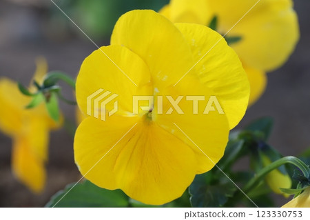 Yellow pansy flowers blooming in the winter garden 123330753