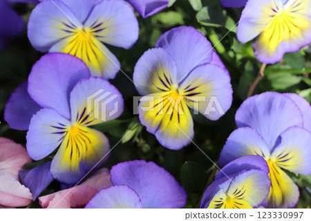 Light purple and yellow pansy flowers blooming in a winter garden 123330997