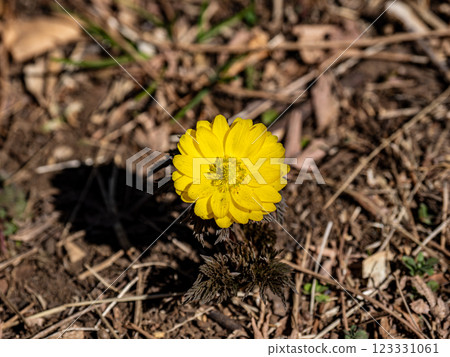 Amur adonis that announces the arrival of spring 123331061