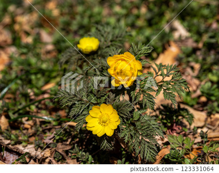 Amur adonis that announces the arrival of spring Amur adonis that announces the arrival of spring 123331064