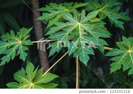 green leaves of papaya plant with raindrops close-up green leaves of papaya plant with raindrops close-up 123331118