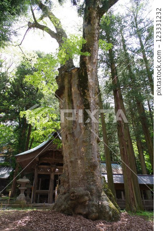 Shinshu, Suwa, Suwa Taisha, Sacrificial Zelkova, a thousand-year-old tree, the head temple of the Suwa Shrine 123331232