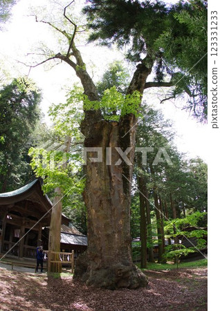 信州、諏訪、諏訪大社、櫸樹、千禧年古樹、諏訪神社總本山 123331233