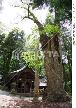 信州、諏訪、諏訪大社、櫸樹、千禧年古樹、諏訪神社總本山 123331234