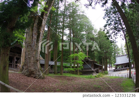 Shinshu, Suwa, Suwa Taisha, Sacrificial Zelkova, a thousand-year-old tree, the head temple of the Suwa Shrine Shinshu, Suwa, Suwa Taisha, Sacrificial Zelkova, a thousand-year-old tree, the head temple of the Suwa Shrine 123331236