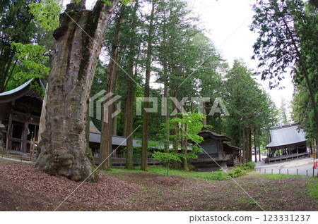 Shinshu, Suwa, Suwa Taisha, Sacrificial Zelkova, a thousand-year-old tree, the head temple of the Suwa Shrine 123331237