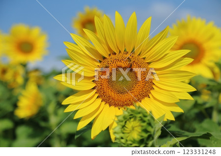 Omuta City Sunflower Field, 123331248