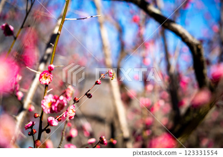 Red plum blossoms shining against the blue sky 123331554