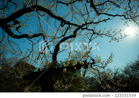 Plum tree stretching to the sky Plum tree stretching to the sky 123331559