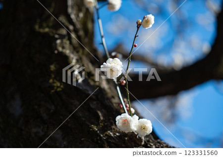Plum blossoms starting to bloom Plum blossoms starting to bloom 123331560