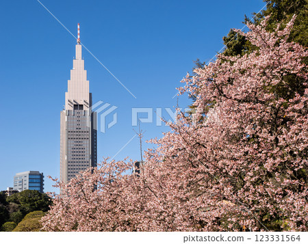 藍天與摩天大樓下早開的櫻花盛開 123331564
