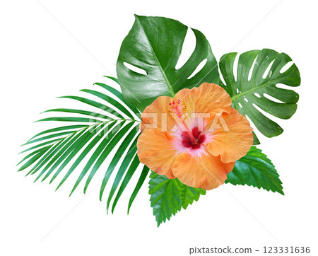 Orange Hibiscus flowers with green leaves arrangement isolated on white background Orange Hibiscus flowers with green leaves arrangement isolated on white background 123331636