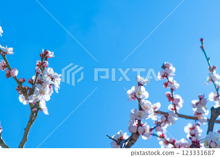 在藍天的李子開花 123331687