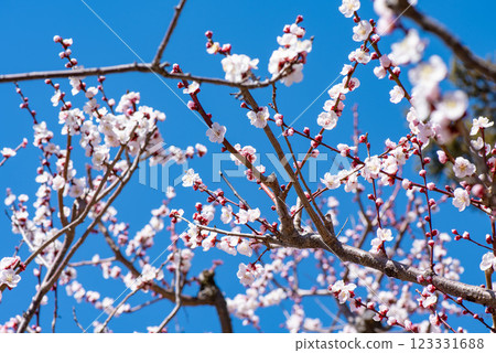 梅花盛開,映襯在藍天下 梅花盛開,映襯在藍天下 123331688