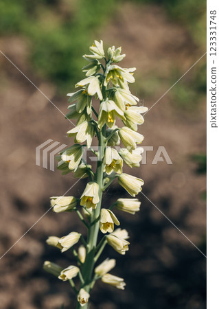 Blooming fritillaria persica Ivory Bells with creamy green flowers in garden Blooming fritillaria persica Ivory Bells with creamy green flowers in garden 123331748