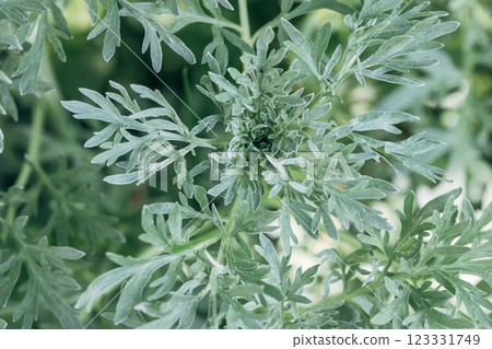 Wormwood leaves background. Artemisia absinthium plant outdoor in garden, close up macro 123331749
