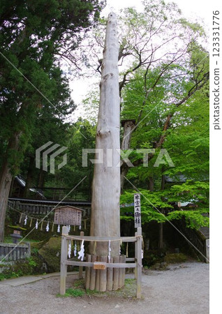 信州、諏訪、諏訪大社、禦柱樹、諏訪神社總本山 信州、諏訪、諏訪大社、禦柱樹、諏訪神社總本山 123331776