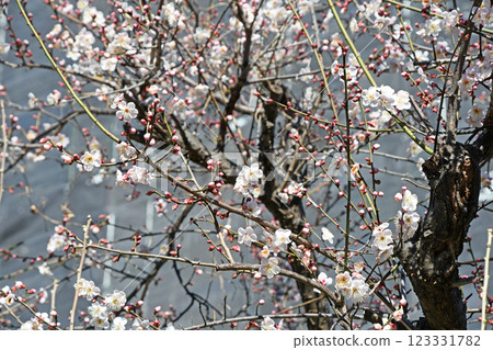 Blooming plum blossoms 123331782