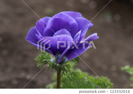 早春花園中盛開的紫色海葵花 123332018