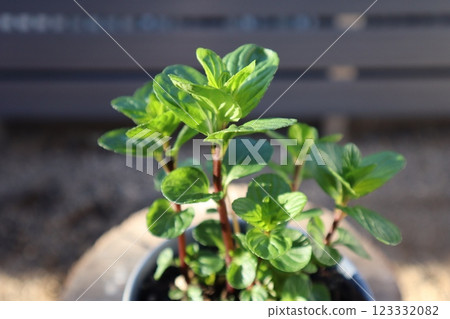 Potted mint pot Potted mint pot 123332082
