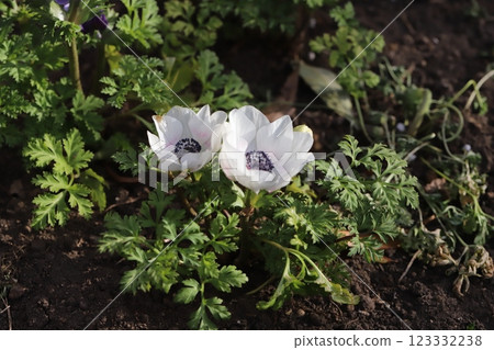 White anemone flowers blooming in the garden in early spring 123332238