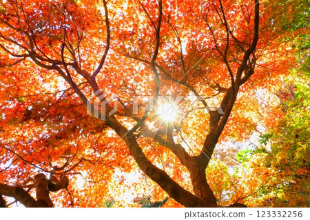 Maple leaves in autumn (sunlight filtering through the leaves/autumn image) 123332256