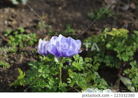 早春花園中盛開的淡紫色銀蓮花 123332380