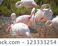 Flamingo bird in Ras Al Khor Dubai park on nature 123333254