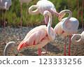 Flamingo bird in Ras Al Khor Dubai park on nature 123333256