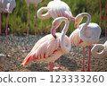 Flamingo bird in Ras Al Khor Dubai park on nature 123333260