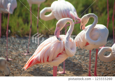 Flamingo bird in Ras Al Khor Dubai park on nature Flamingo bird in Ras Al Khor Dubai park on nature 123333260