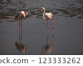 Flamingo bird in Ras Al Khor Dubai park on nature 123333262