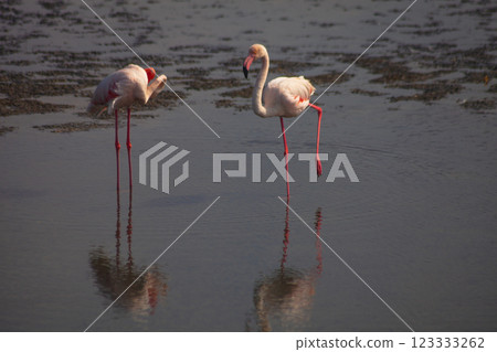 Flamingo bird in Ras Al Khor Dubai park on nature 123333262