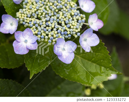 雨繡球雨潤濕的量 雨繡球雨潤濕的量 123333272