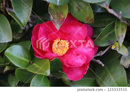 粉紅色的山茶花在冬季花園中綻放 123333533