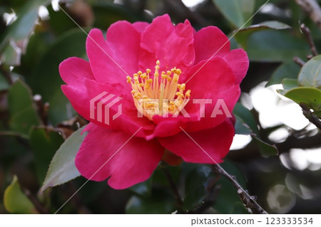 粉紅色的山茶花在冬季花園中綻放 123333534