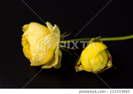 on black background lies two yellow peony roses on a short stem unopened bud many petals garden flowers without leaves on black background lies two yellow peony roses on a short stem unopened bud many petals garden flowers without leaves 123333665