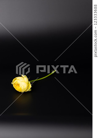 on black background lies one yellow peony rose on a short stem unopened bud many petals garden flowers without leaves on black background lies one yellow peony rose on a short stem unopened bud many petals garden flowers without leaves 123333688