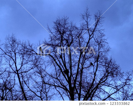 trees without leaves trees without leaves 123333862