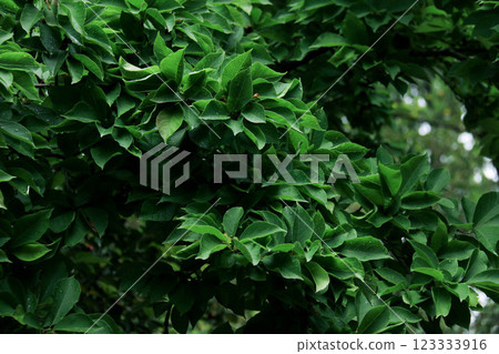 Lush Green Foliage of Dense Tree Canopy in a Forest Setting Nature Background for Serenity and Peace Lush Green Foliage of Dense Tree Canopy in a Forest Setting Nature Background for Serenity and Peace 123333916
