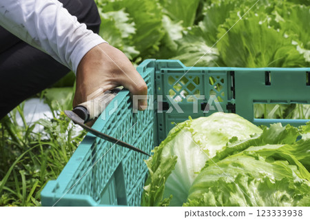 收割生菜的男子 123333938