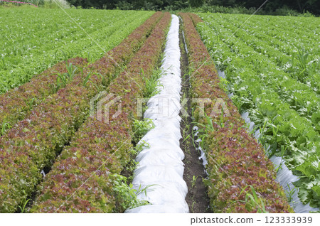 農村生菜田 123333939