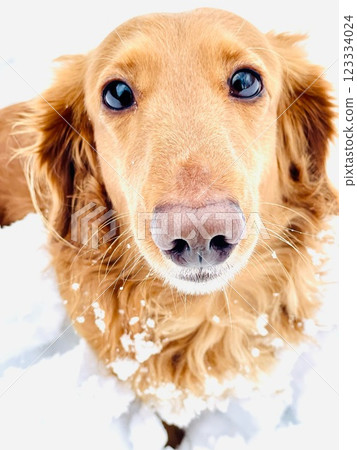 A miniature dachshund boy who wants to run around and play in the snow more 123334024