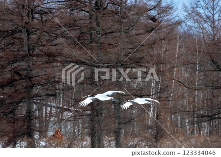 Where are the cranes heading? Where are the cranes heading? 123334046